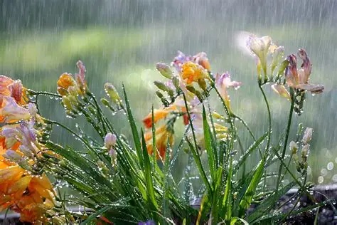 The Indian Monsoon